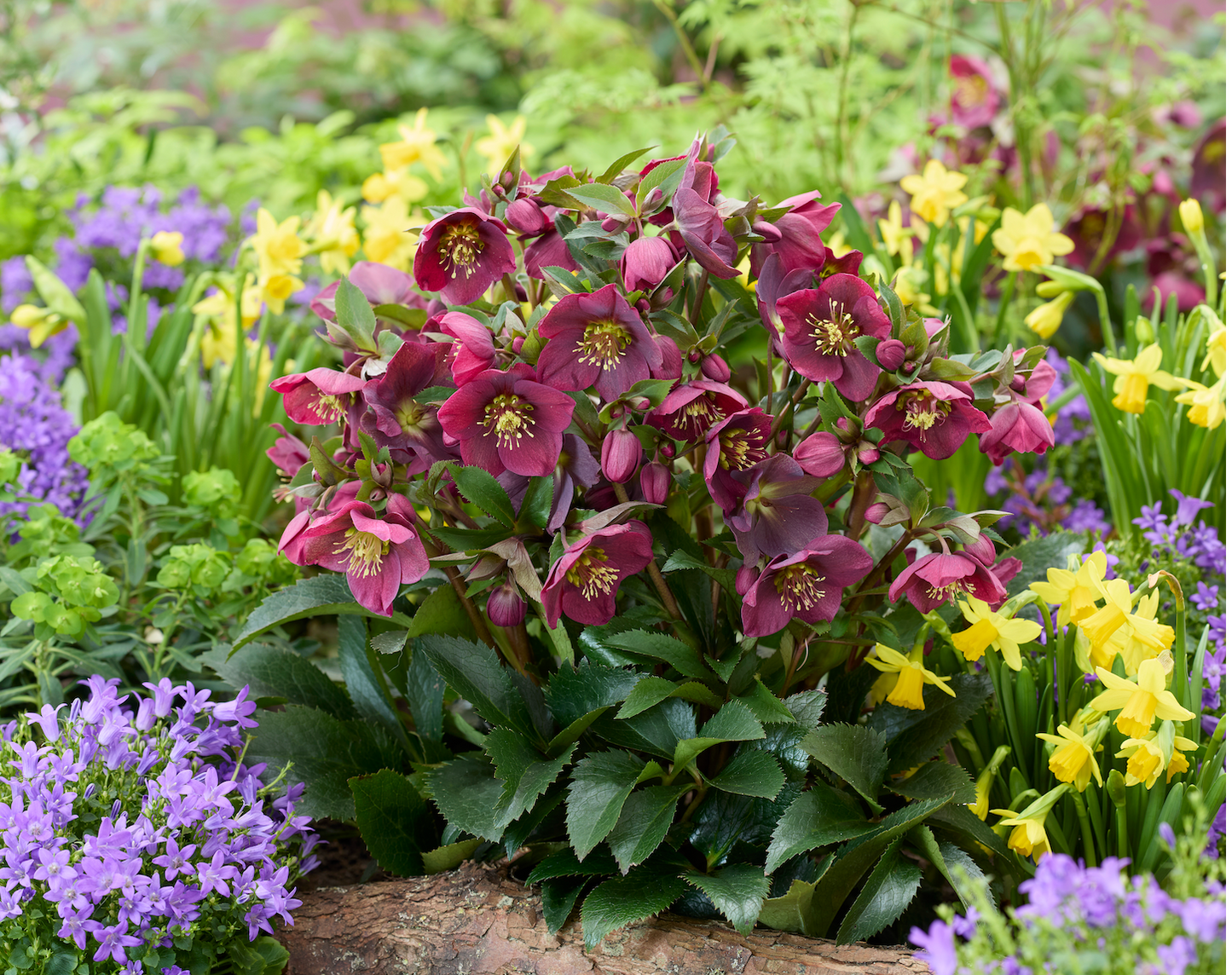 Helleborus ‘Spring Sparkle Red’