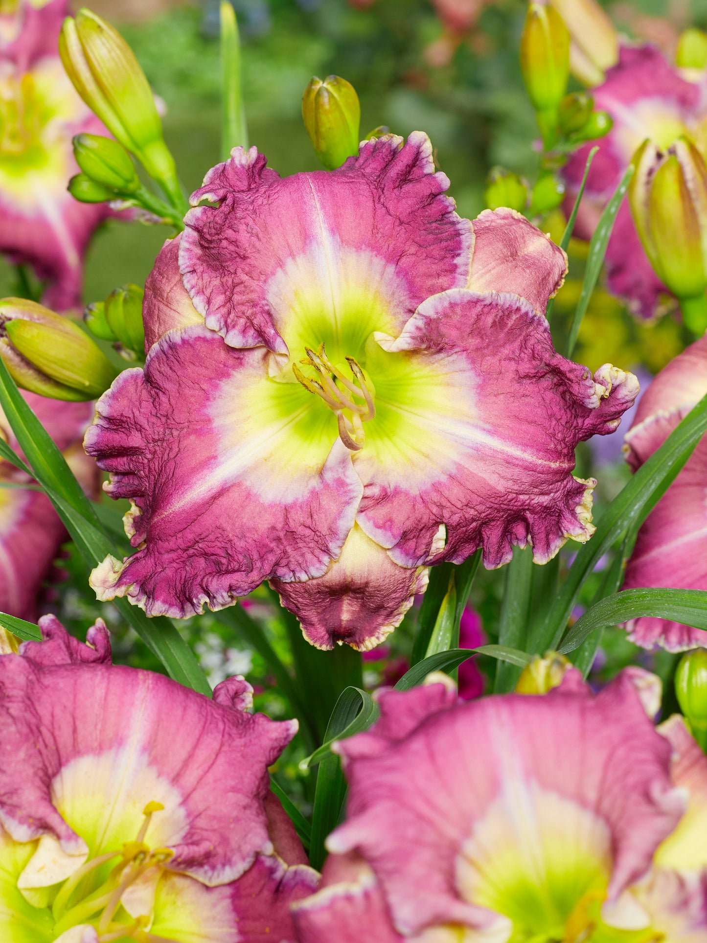 Hemerocallis 'Ring the Bells of Heaven' (Daylily)
