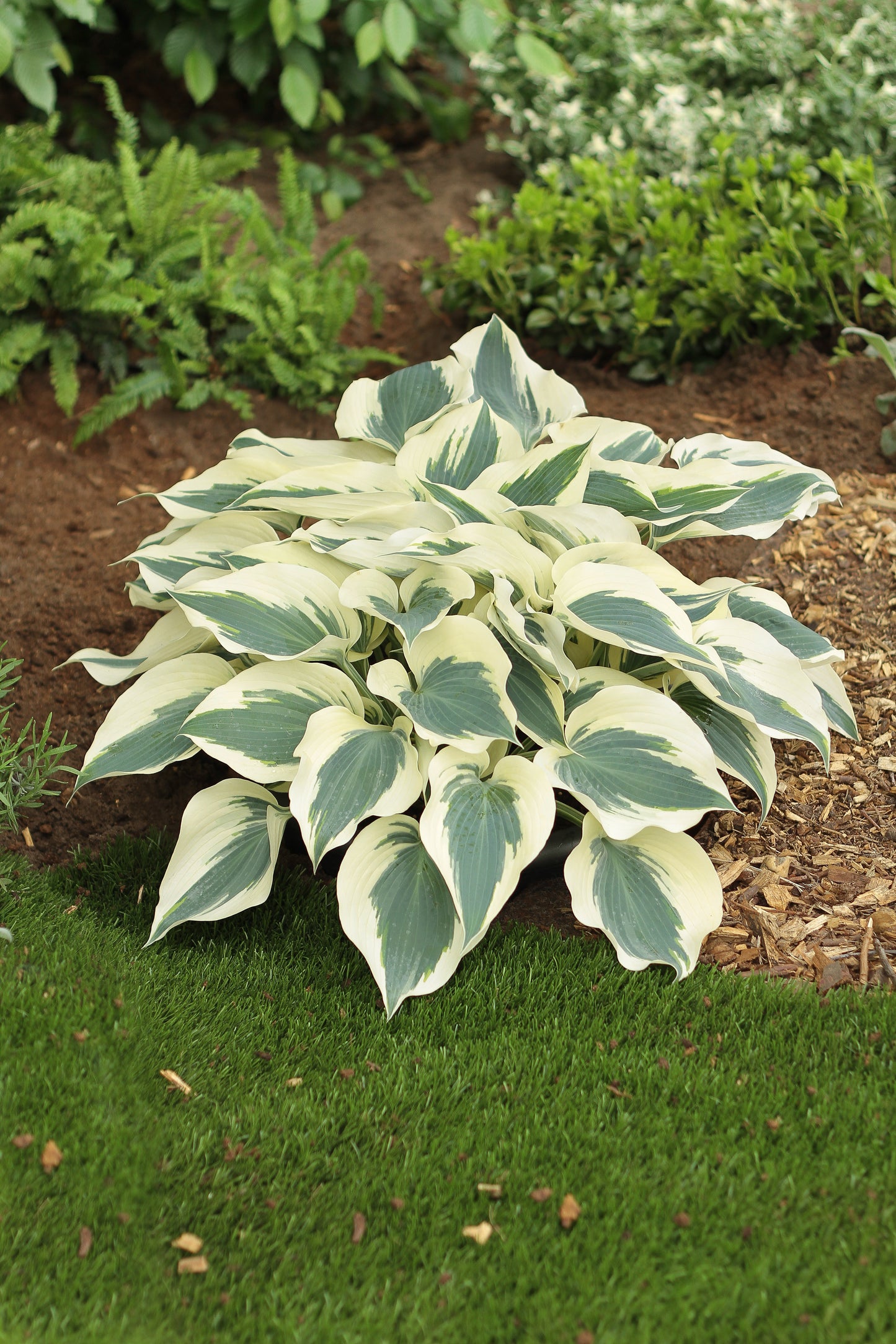 Hosta 'Firn Line'