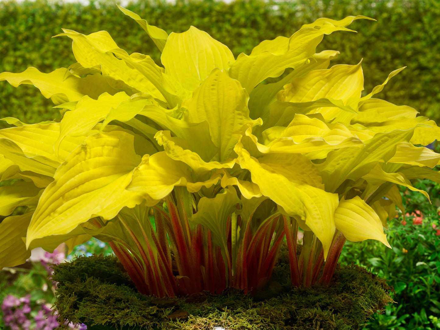 Hosta 'Lipstick Blonde'