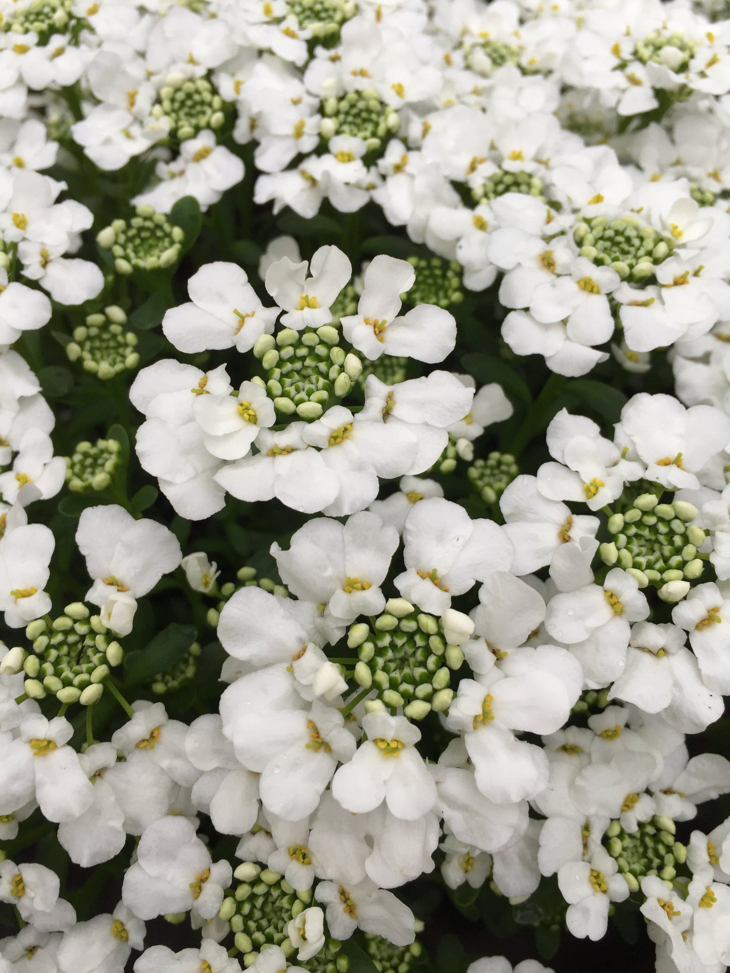 Iberis sempervirens 'Snowsurfer™ Forte' (Candytuft)