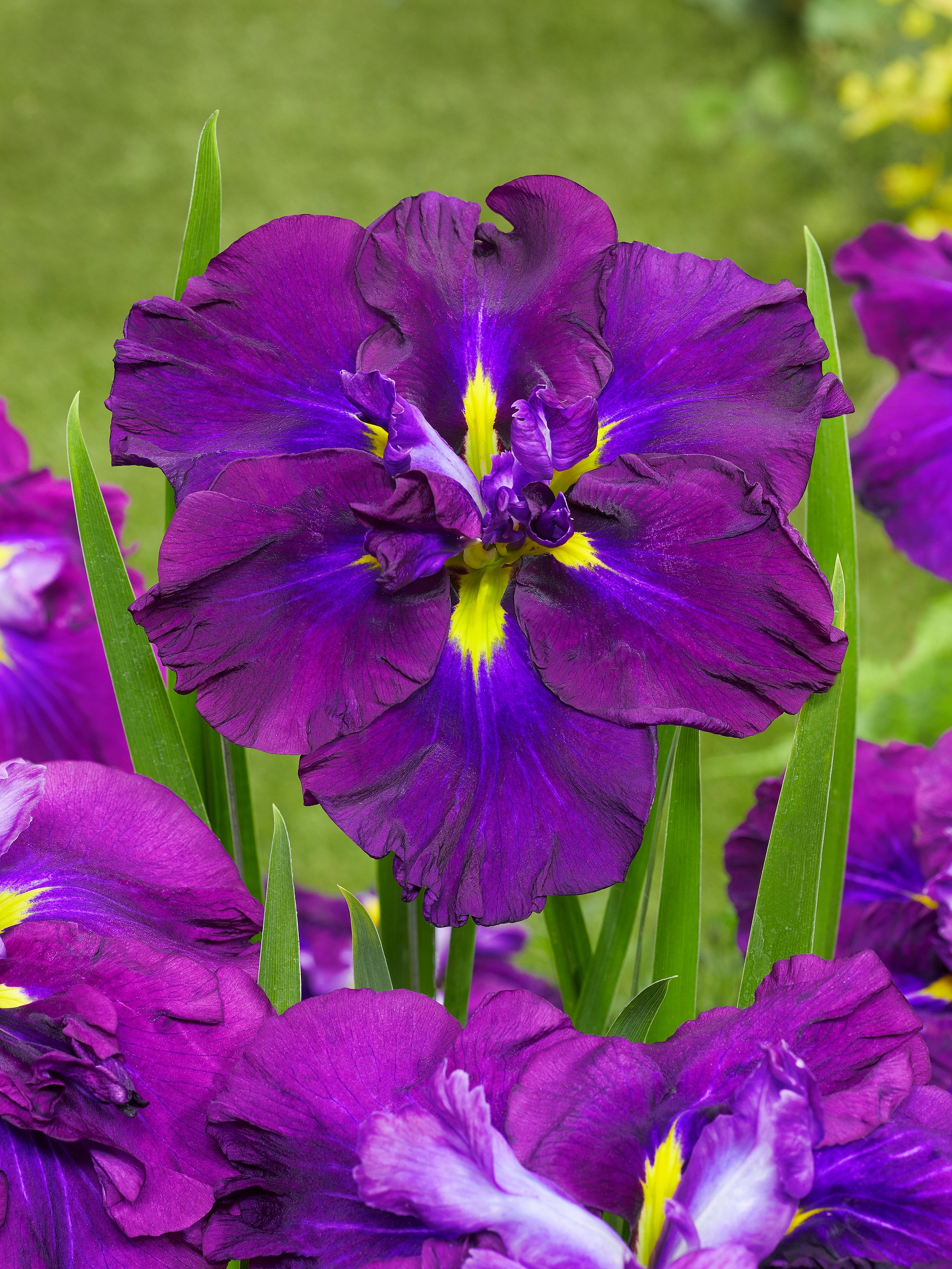 Iris ensata 'Dinner Plate™ Blueberry Pie' – Fieldstone Gardens Inc