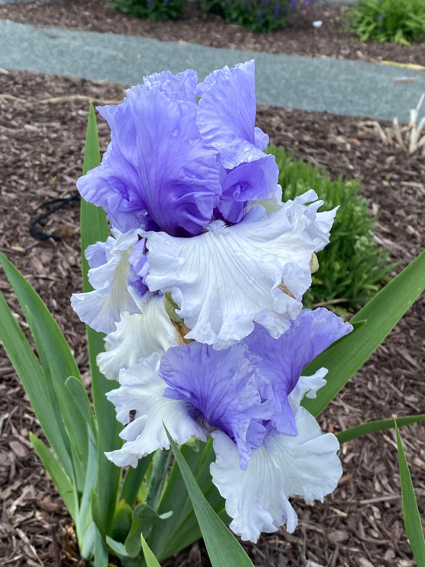 Iris germanica 'Wintry Sky' (German Iris)