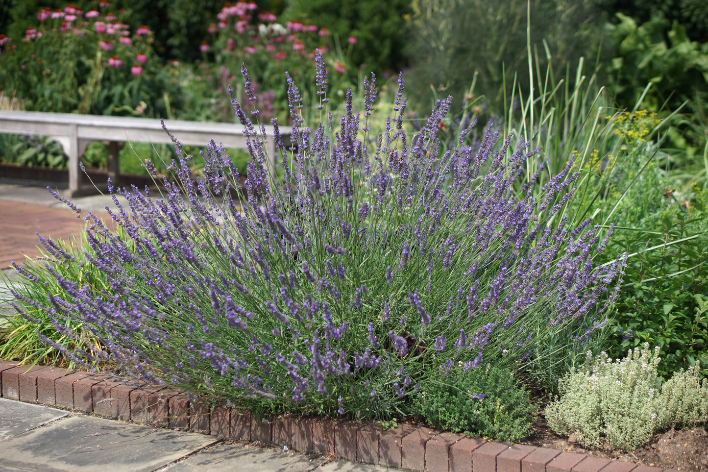 Lavandula intermedia 'Phenomenal'