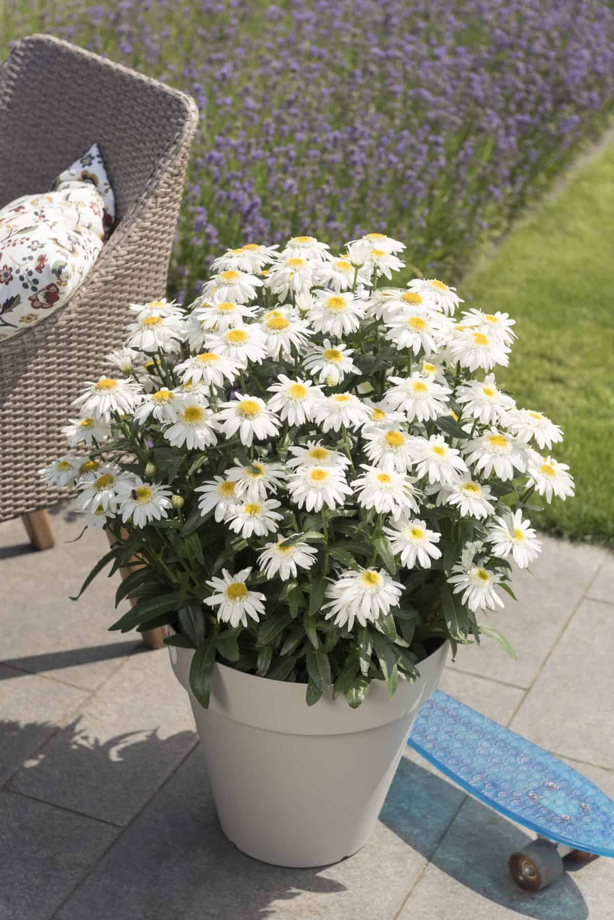 Leucanthemum maximum 'Sweet Daisy® Birdy' – Fieldstone Gardens Inc