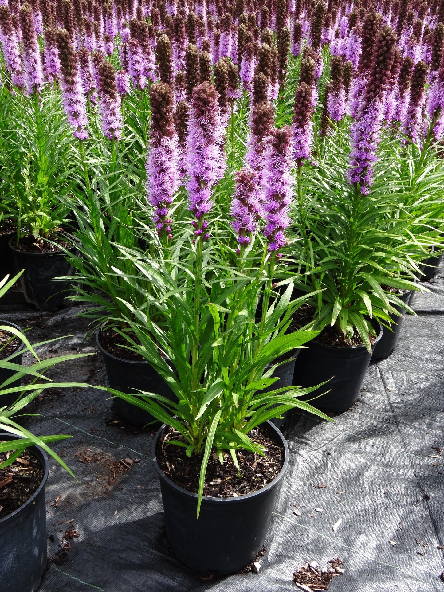 Liatris spicata 'Kobold' (Gayfeather)(Blazing Star)