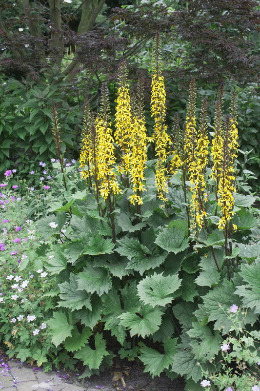 Ligularia stenocephala 'Little Rocket' PBR