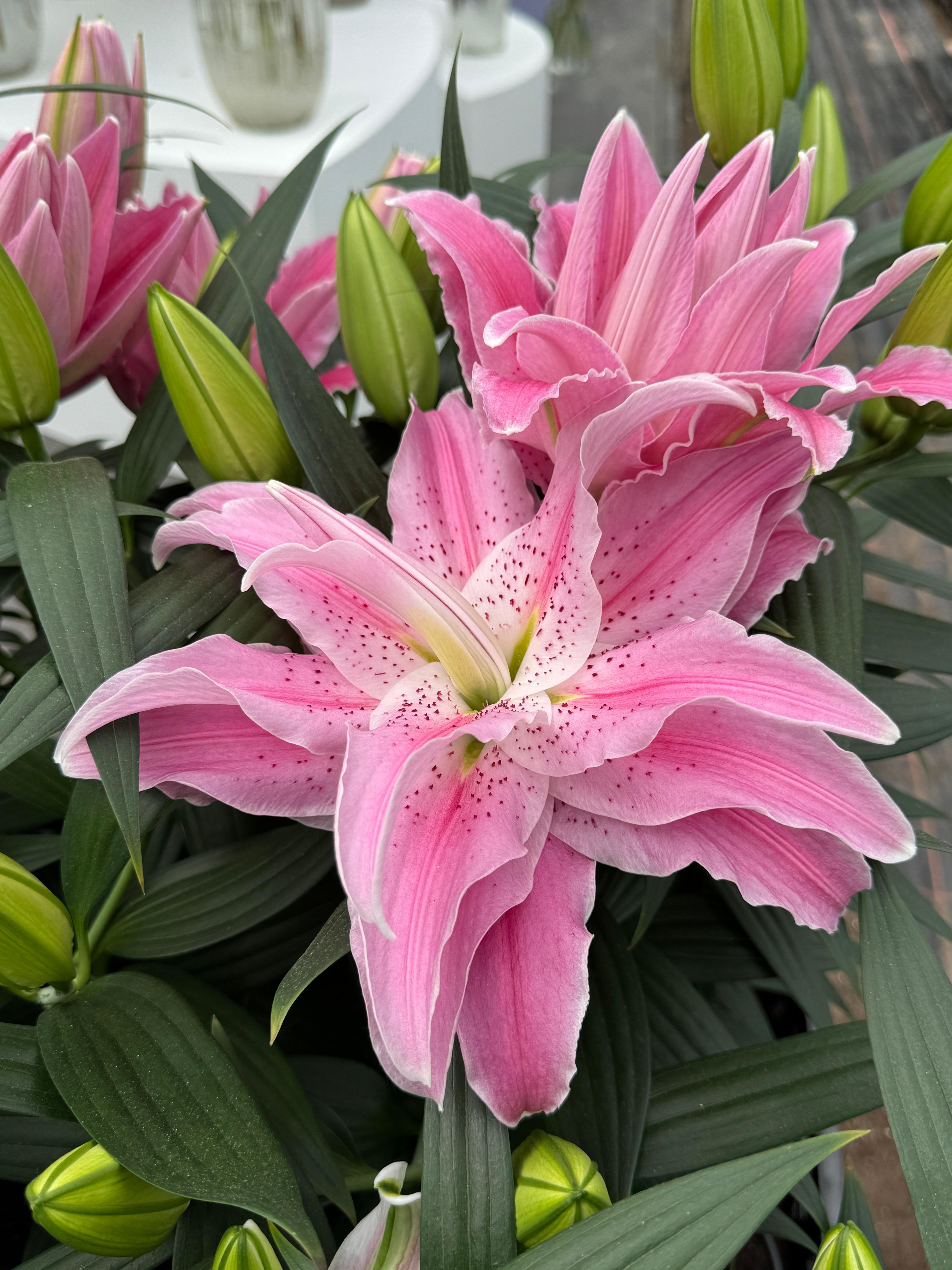 あさみ　2点　rosy ピンク Lilium oriental 'Roselily™ Azra' – Fieldstone Gardens Inc