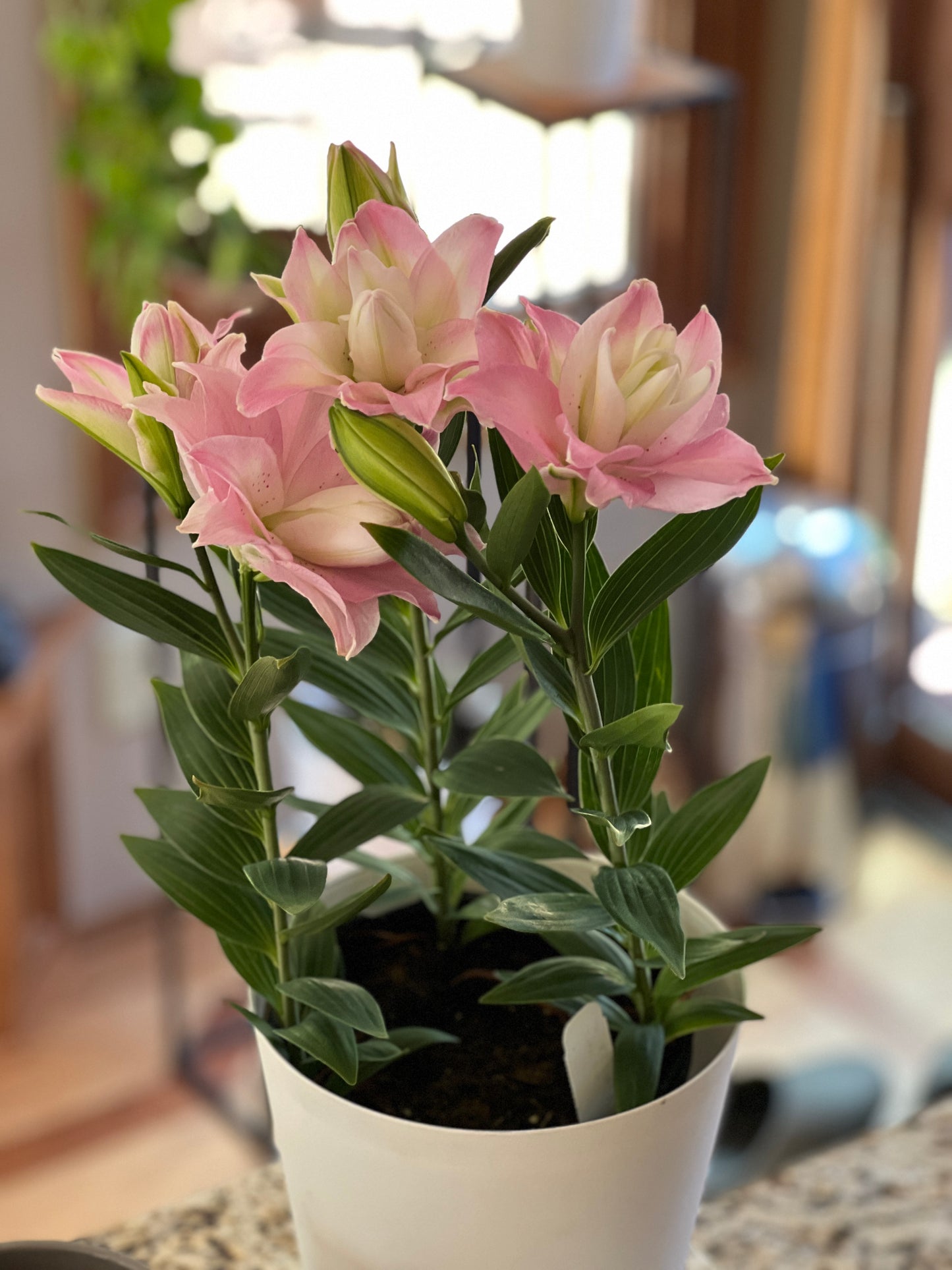 Lilium oriental 'Sunny Double Duty'