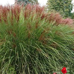 Miscanthus sinensis 'Gracillimus' (Maiden Grass)