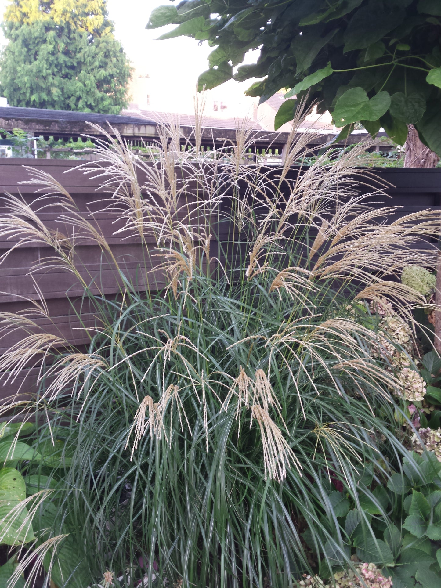 Miscanthus sinensis 'Silberfeder (Silver Feather Grass)