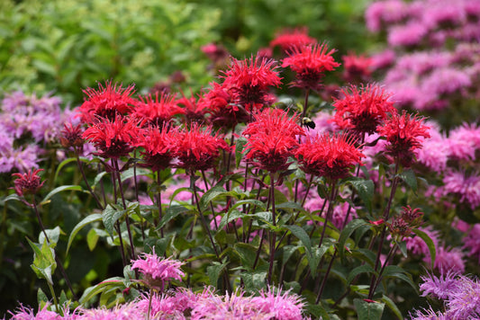 Monarda didyma 'Bee-Mine Red' (Bee Balm)