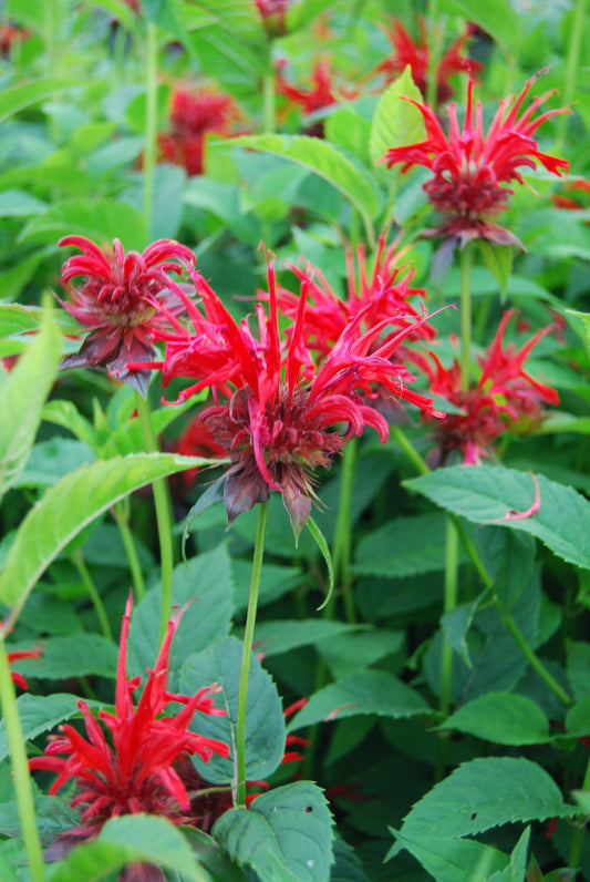 Monarda didyma 'Jacob Cline'  (Bee Balm)