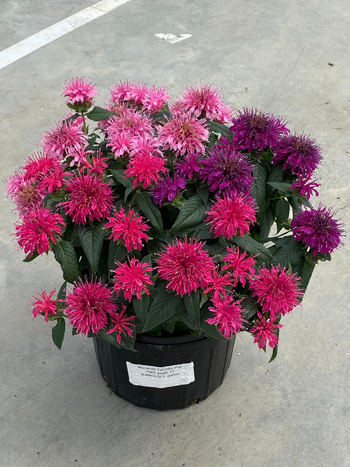 Monarda didyma 'Balmy™ Tricolor’ (Bee Balm)