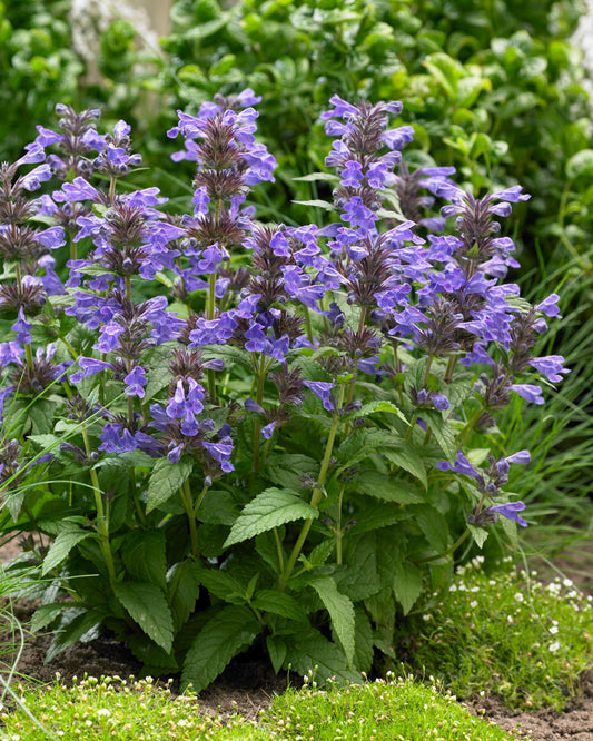 Nepeta kubanica  'Neptune'