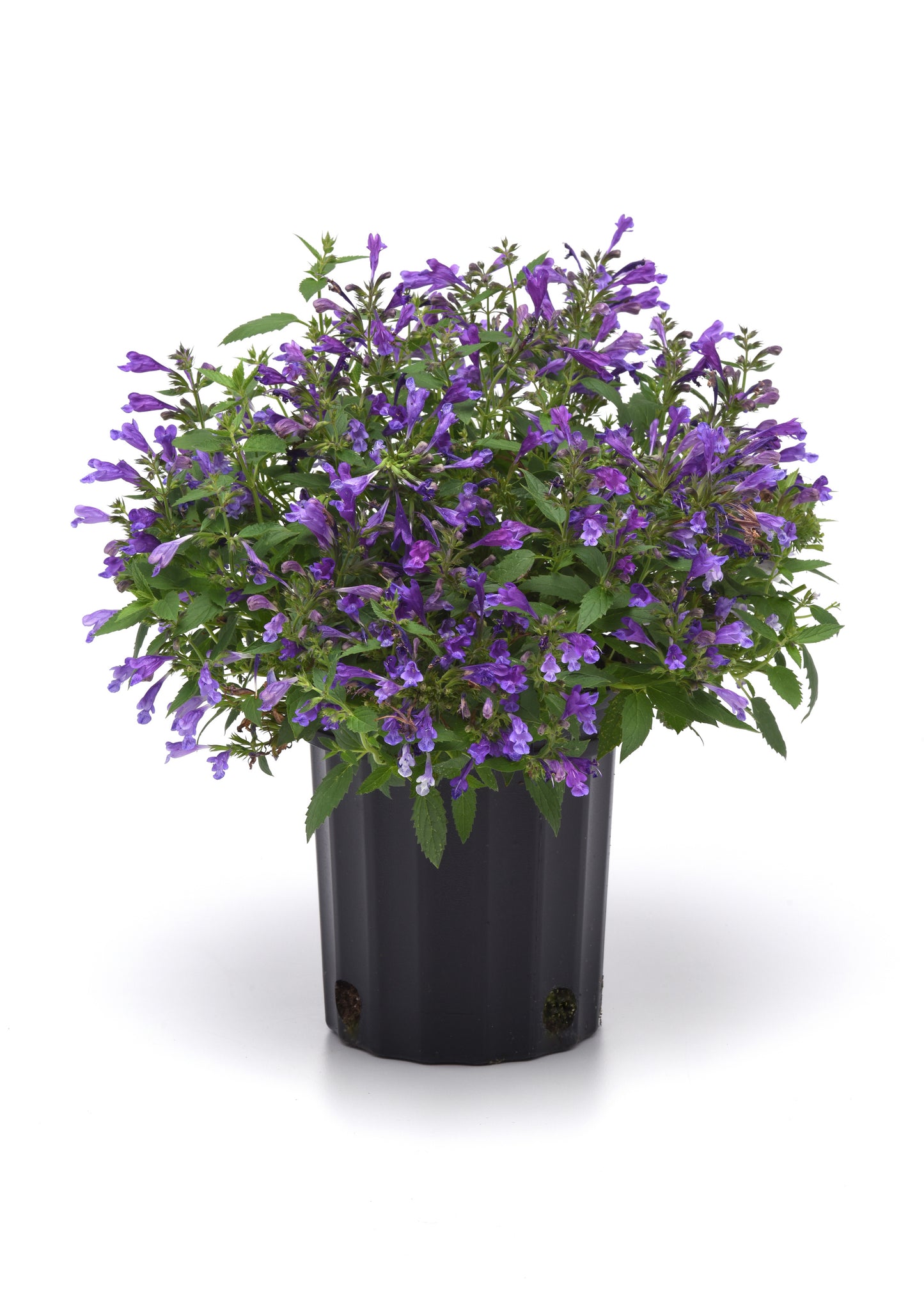 Nepeta subsessilis 'Prelude Purple'