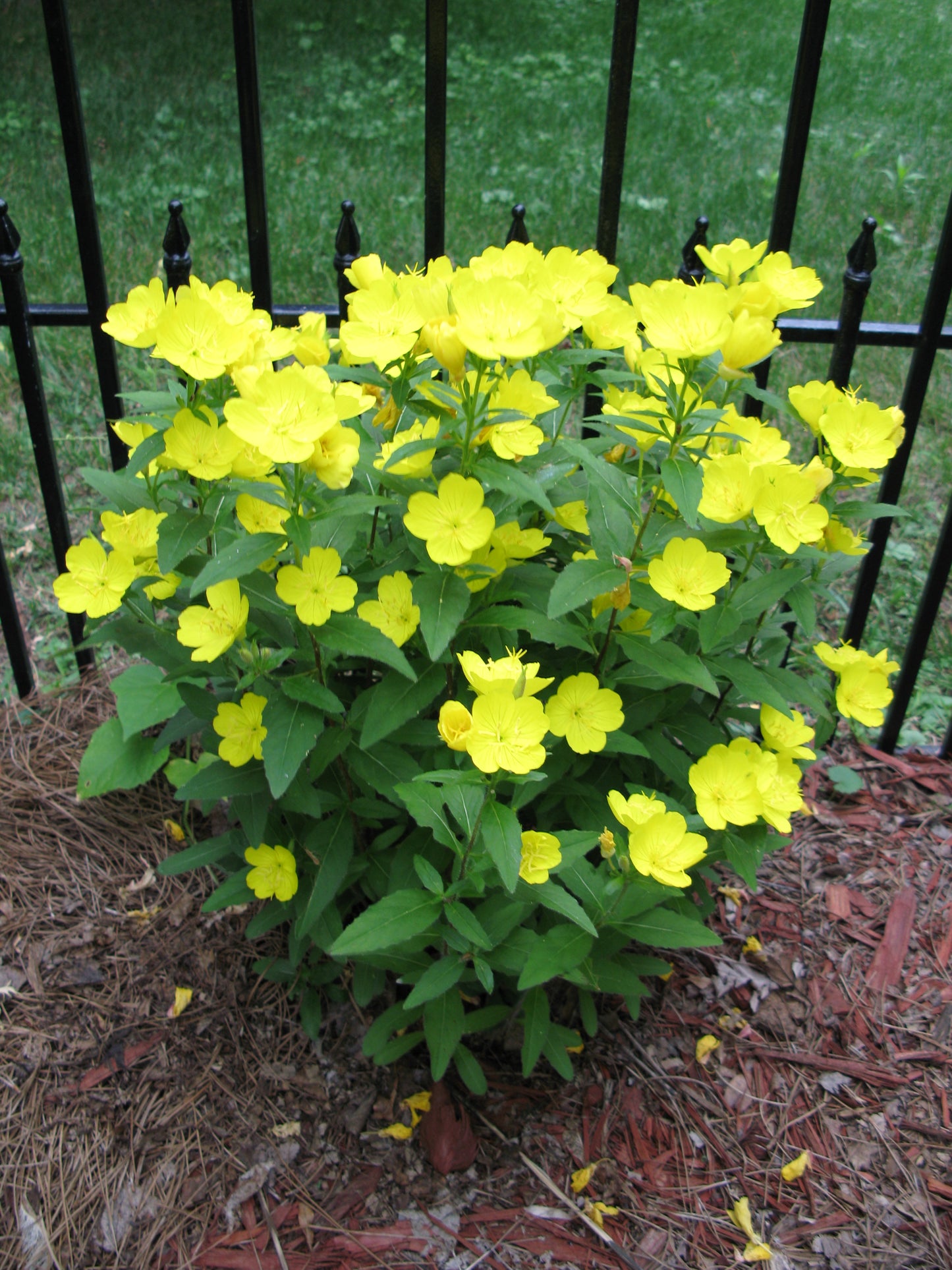 Oenothera macrocarpa