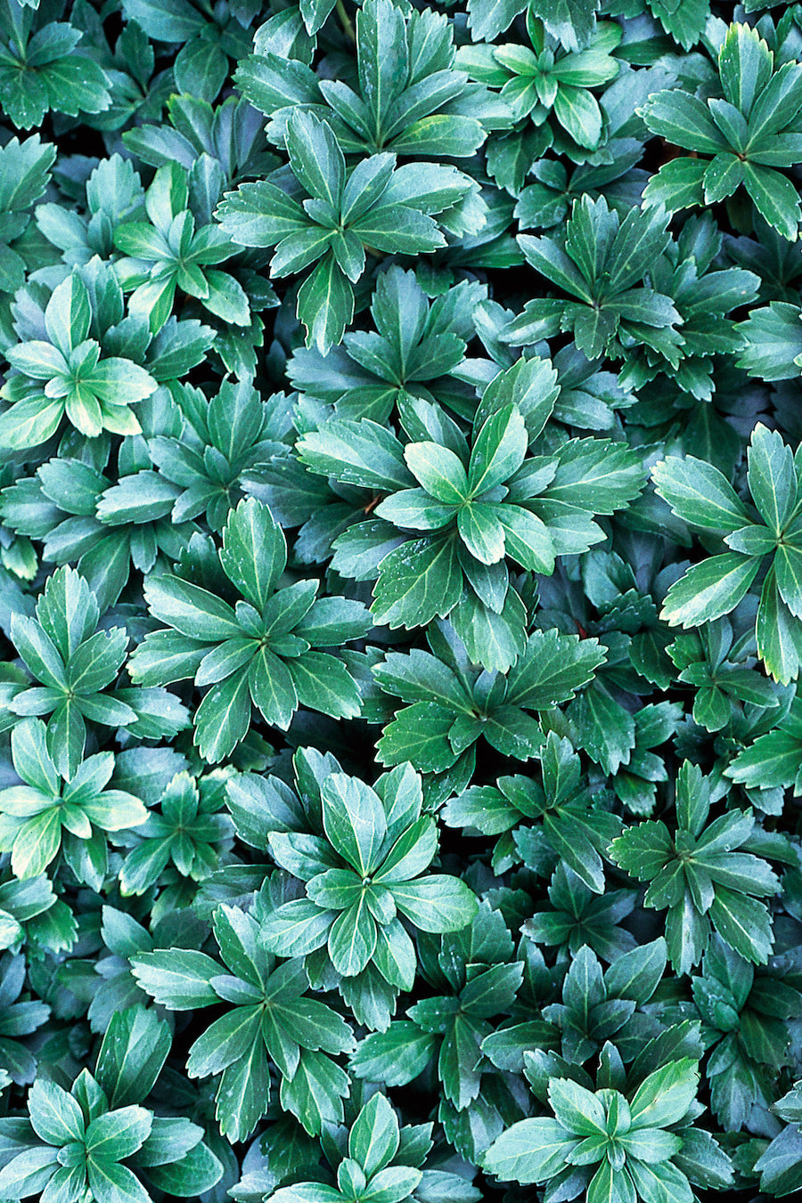 Pachysandra terminalis