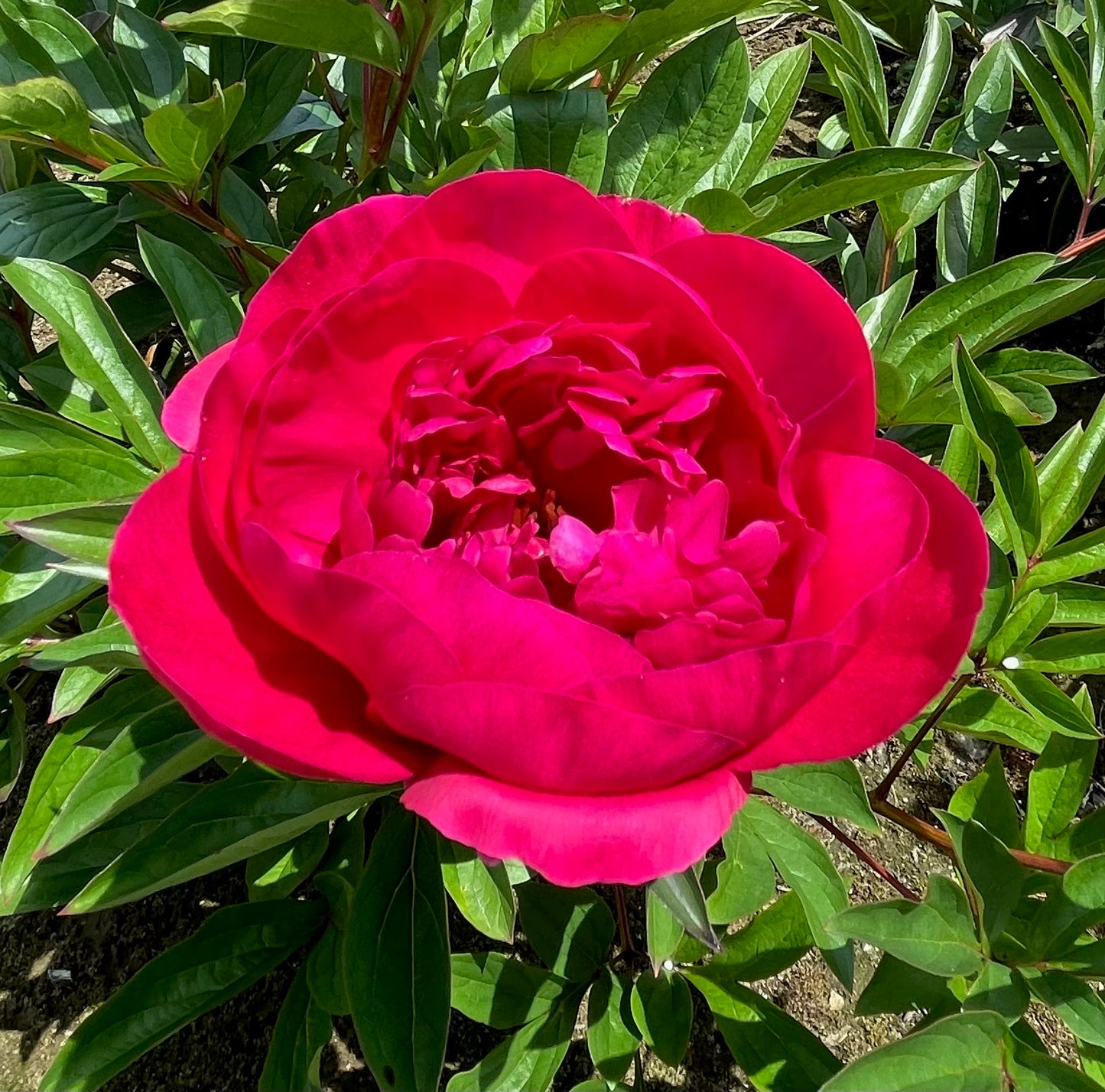 Paeonia lactiflora 'Big Ben' (Peony)
