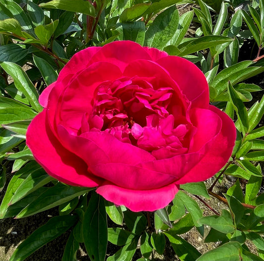Paeonia lactiflora 'Big Ben' (Peony)