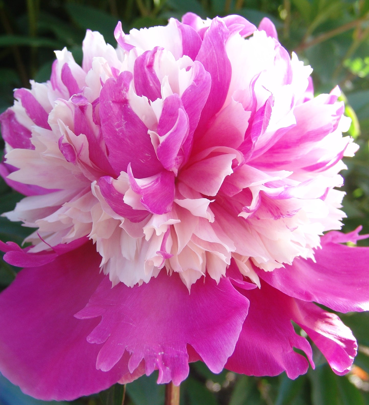 Paeonia lactiflora 'Celebrity' (Peony)