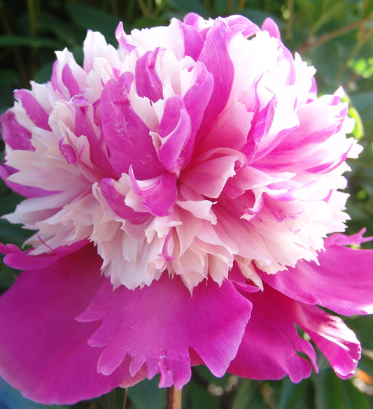 Paeonia lactiflora 'Celebrity' (Peony)