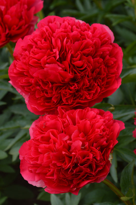 Paeonia (Herbaceous Hybrid) 'Command Performance'