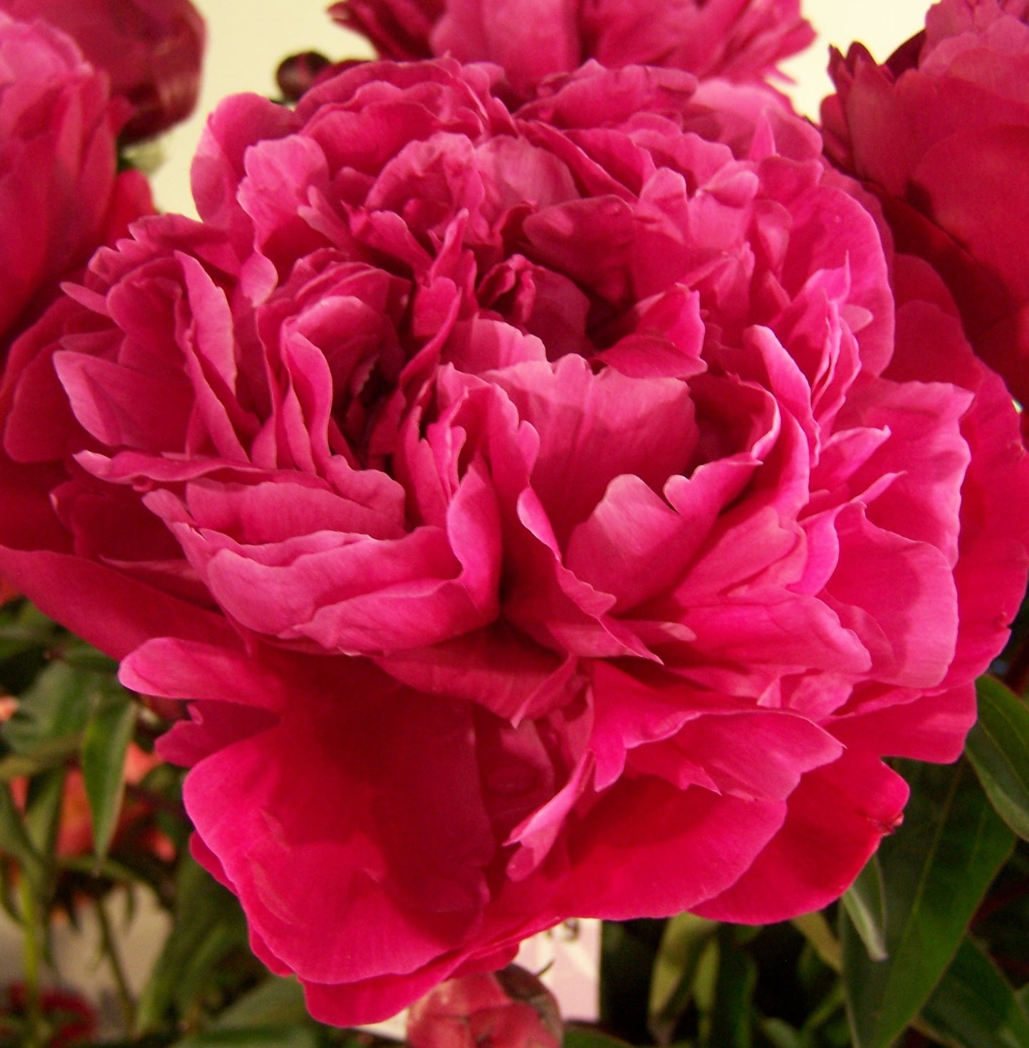 Paeonia lactiflora 'Red Sarah Bernhardt' (Peony)