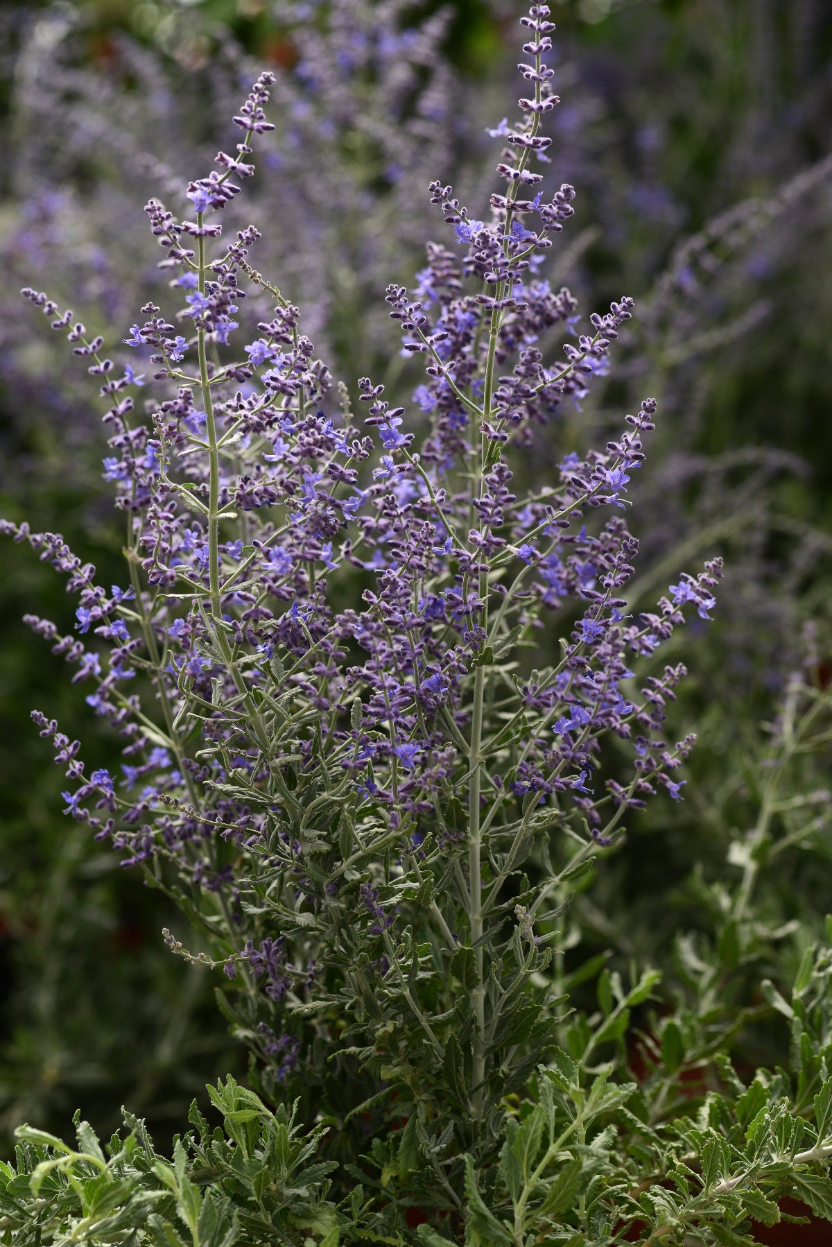Perovskia atriplicifolia 'Blue Steel' (Russian Sage)