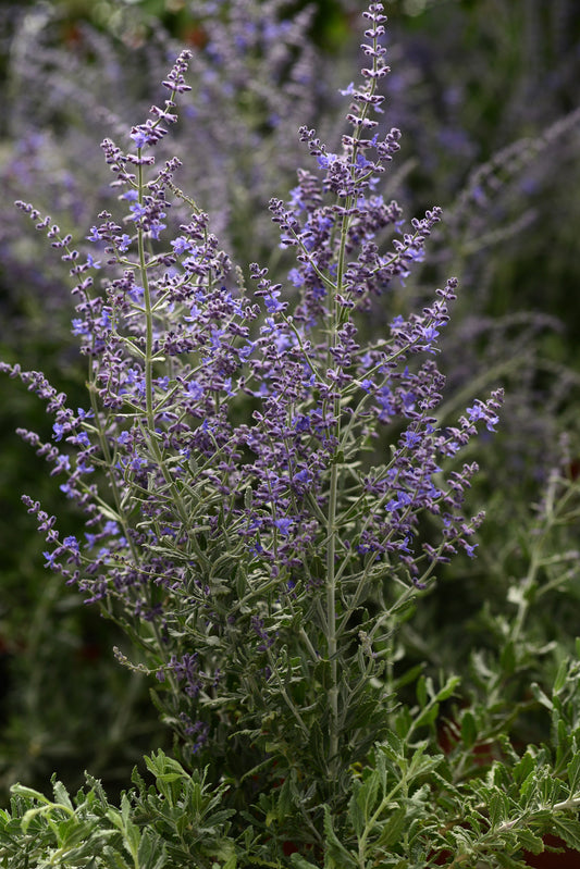 Perovskia atriplicifolia 'Blue Steel' (Russian Sage)