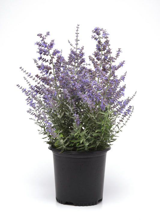 Perovskia atriplicifolia 'Bluesette' (Russian Sage)