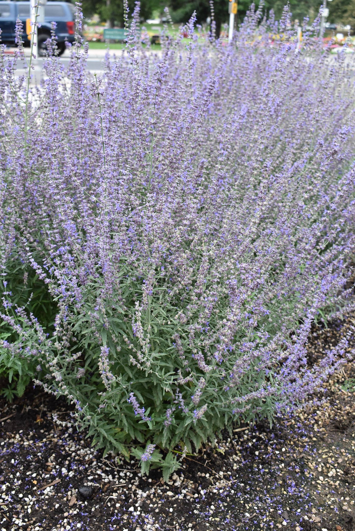 Perovskia atriplicifolia 'Jelena' (Russian Sage)