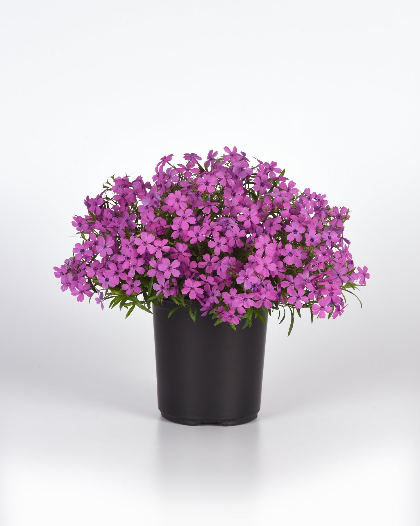 Phlox hybrida 'Spring Splash™ Violet'