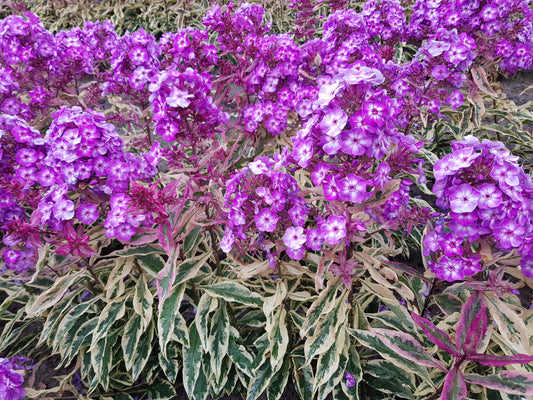 Phlox paniculata  'Olympus'