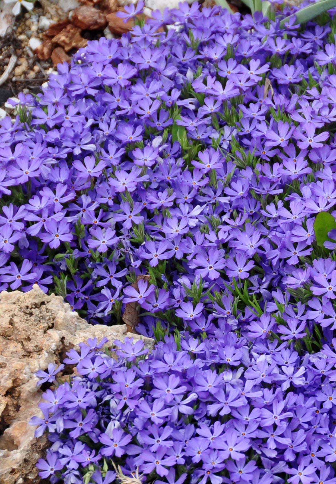 Phlox subulata 'Violet Pinwheels' (Creeping Phlox)