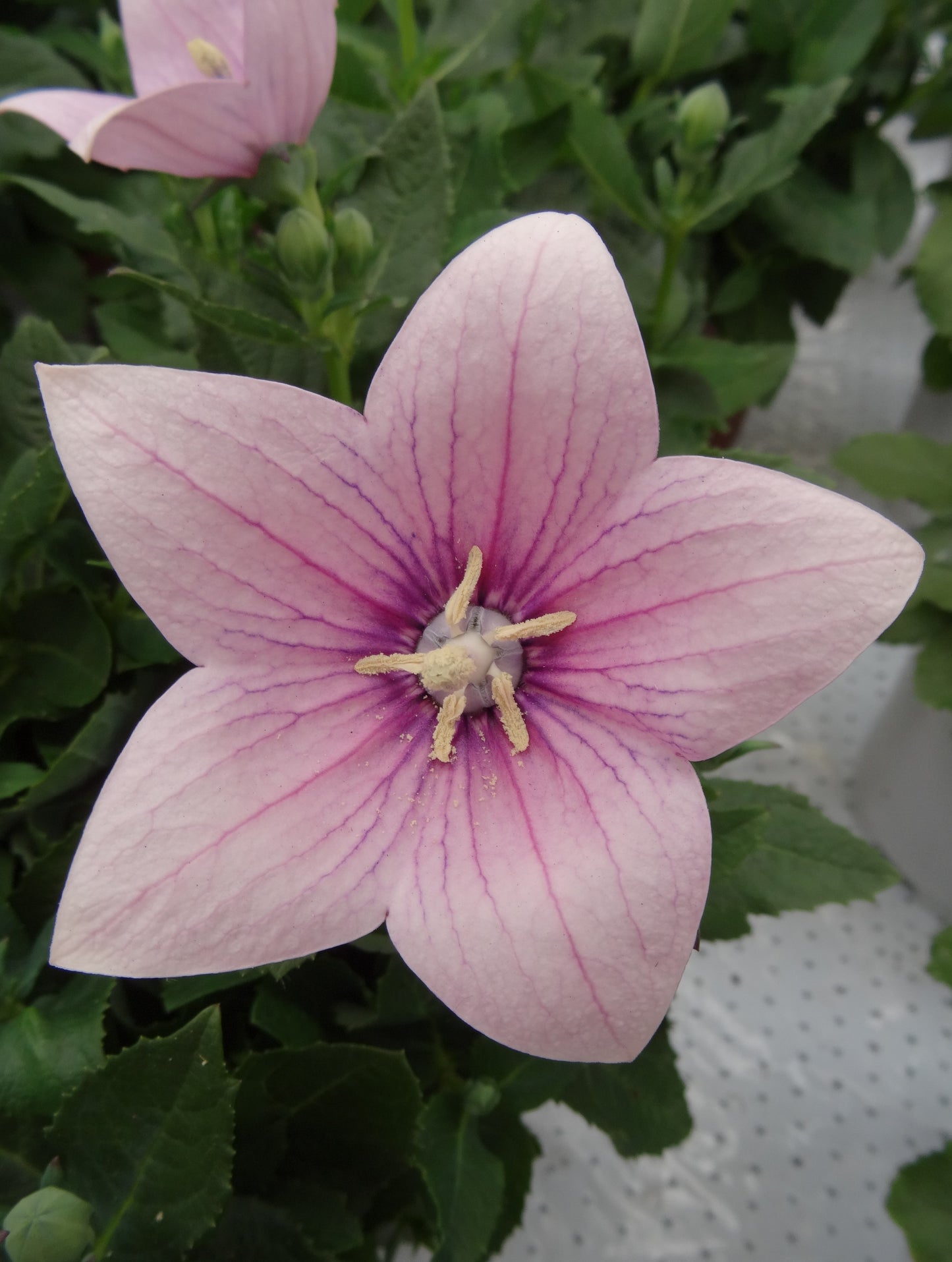 Platycodon x 'Astra Pink' (Balloon Flower)