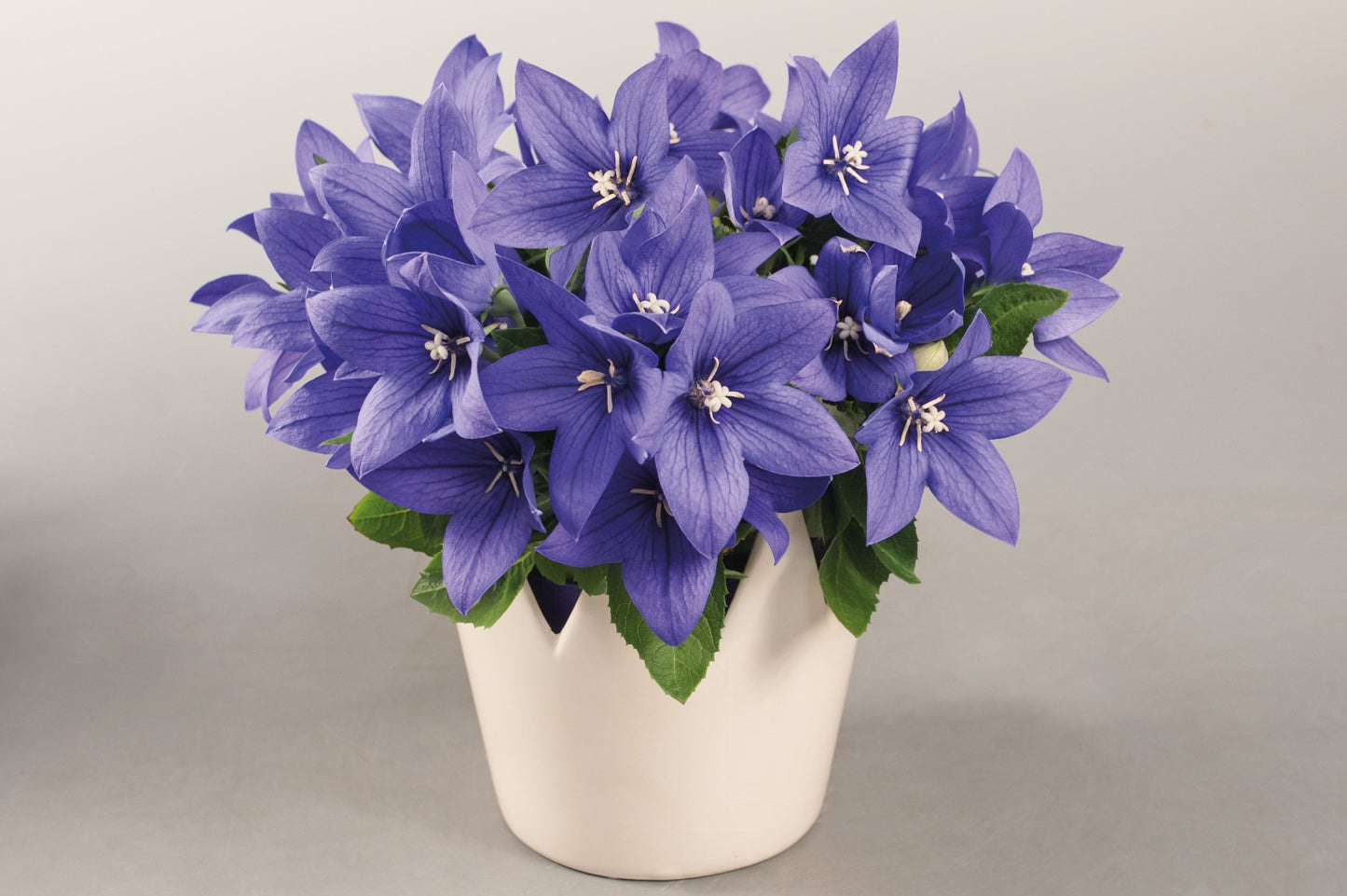 Platycodon grandiflorus 'Pop Star Blue'
