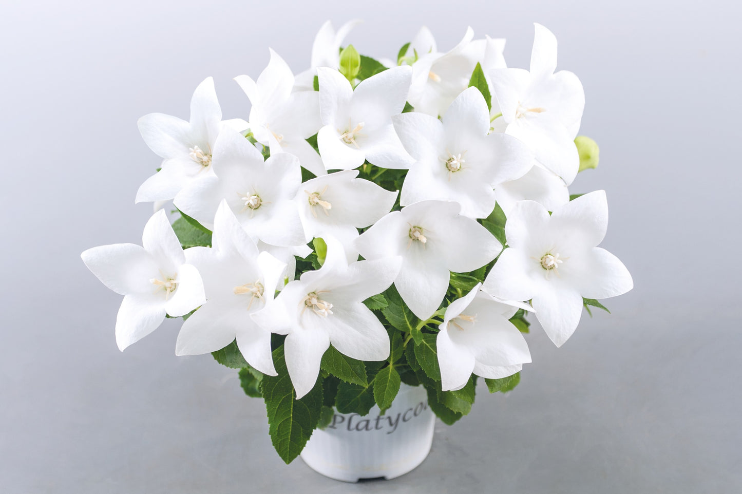 Platycodon grandiflorus 'Pop Star White'