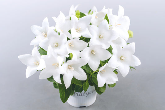 Platycodon grandiflorus 'Pop Star White' (Balloon Flower)