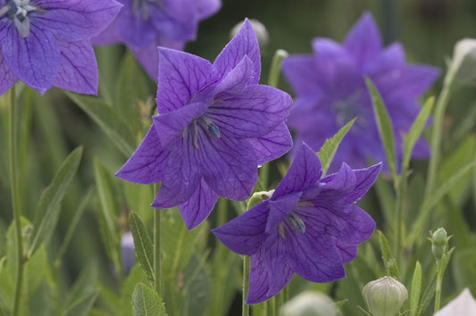 Platycodon grandiflorus 'Double Blue' (Balloon Flower)