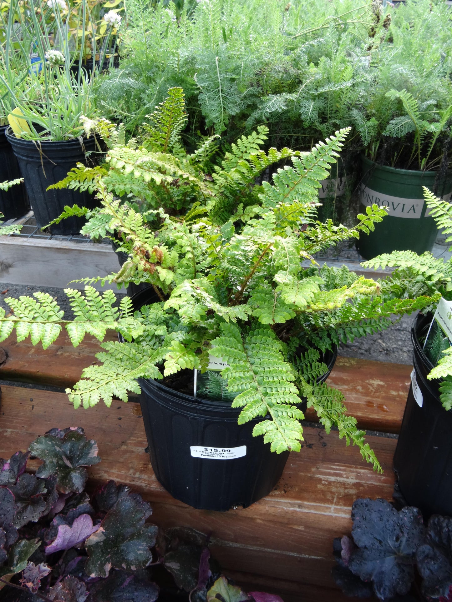 Polystichum acrostichoides