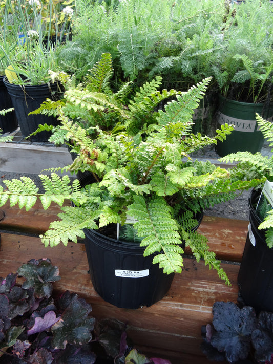 Polystichum acrostichoides (Christmas Fern)