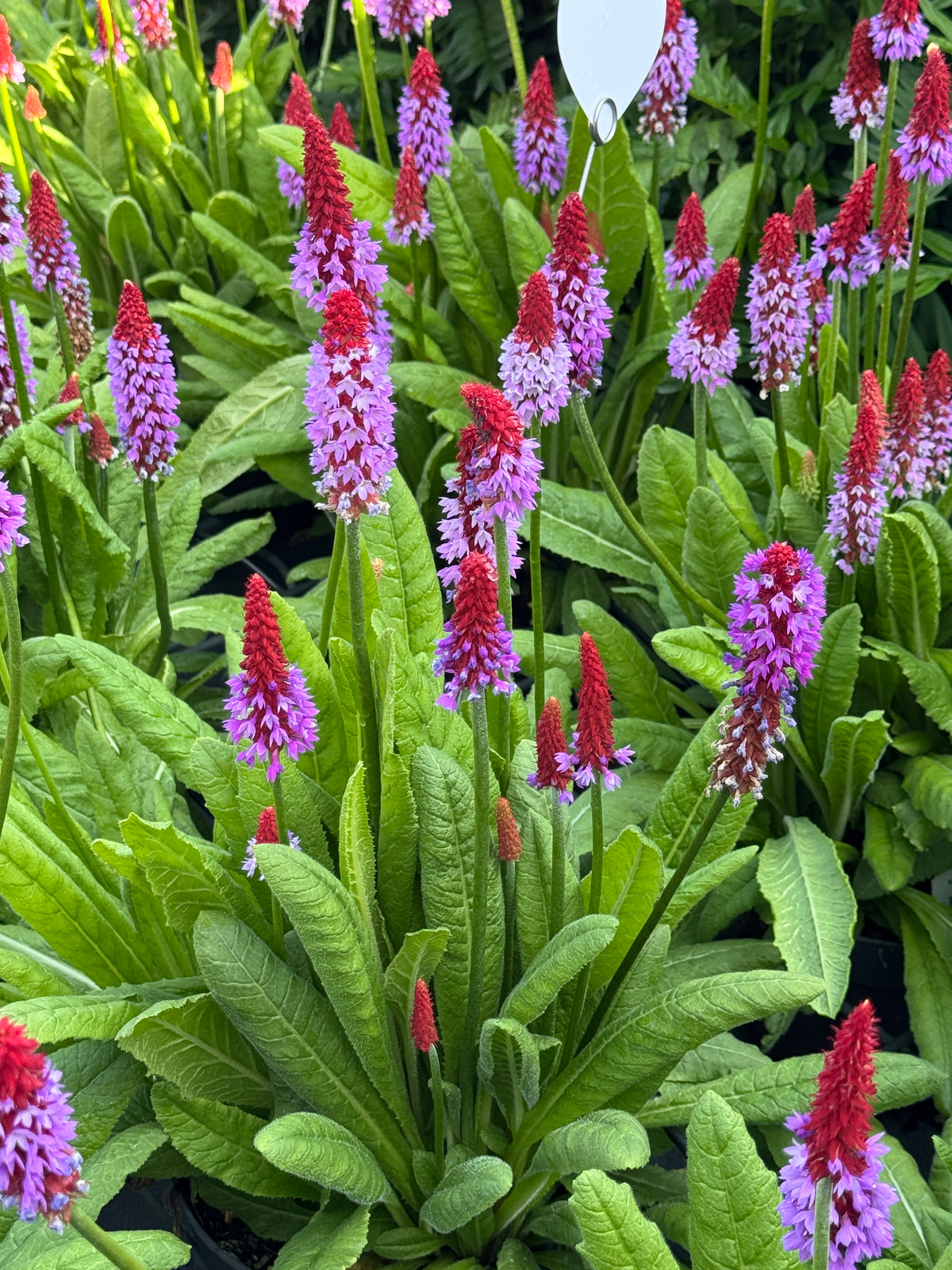 Primula vialli 'Rose and Red' (Primrose)