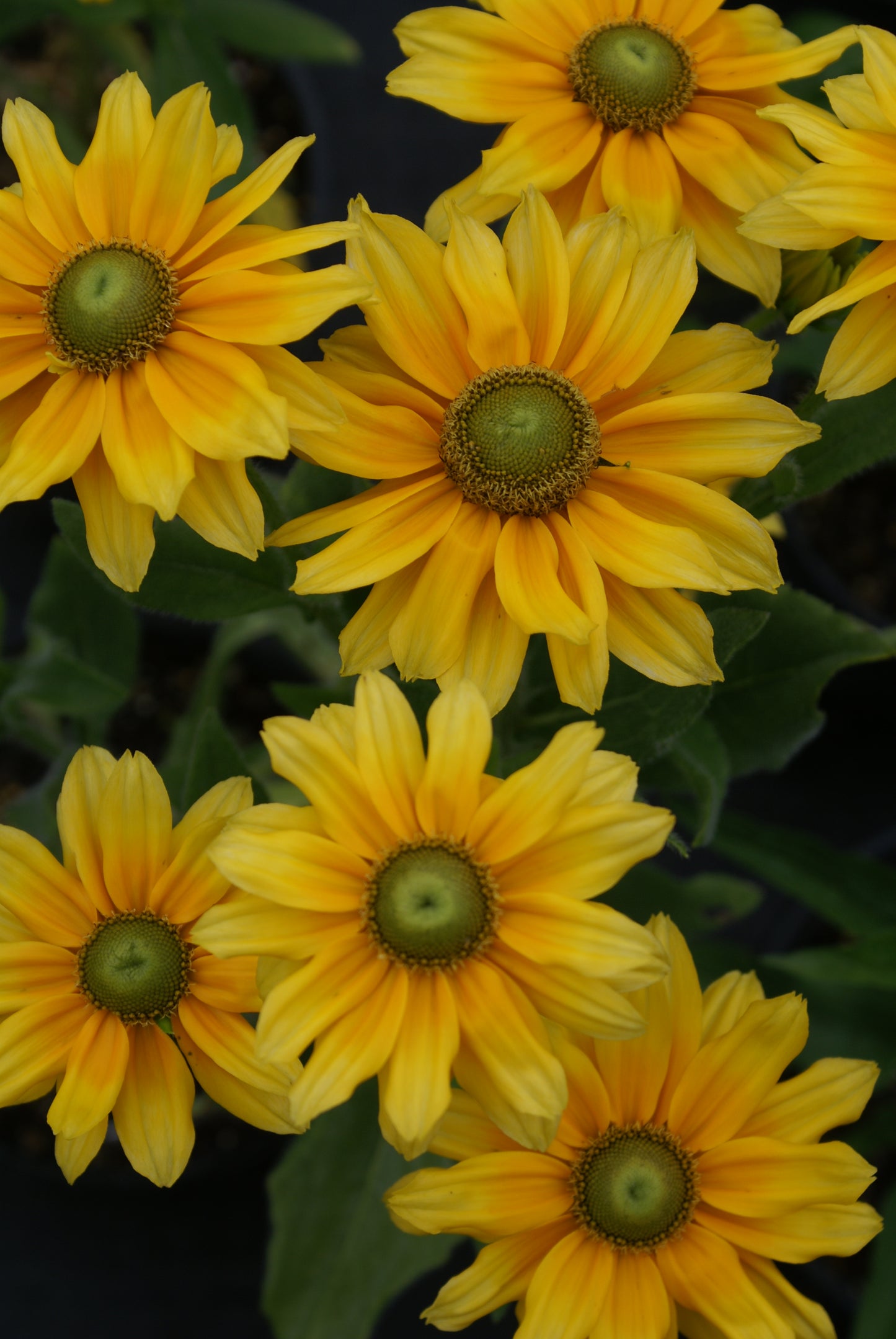 Rudbeckia hirta 'Prairie Sun' (Brown-Eyed Susan)