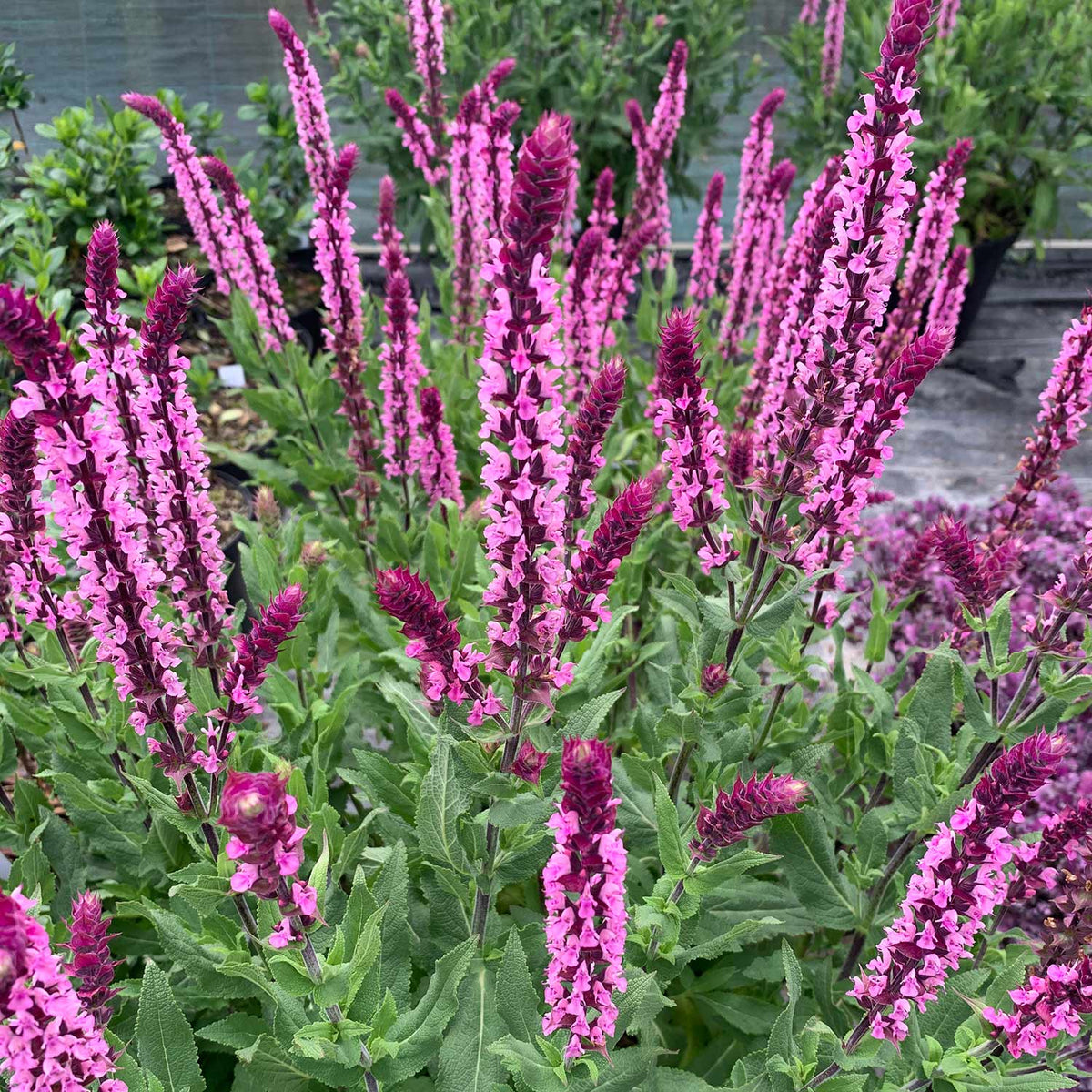 Salvia nemorosa 'Caradonna Pink Inspiration’ (Meadow Sage)