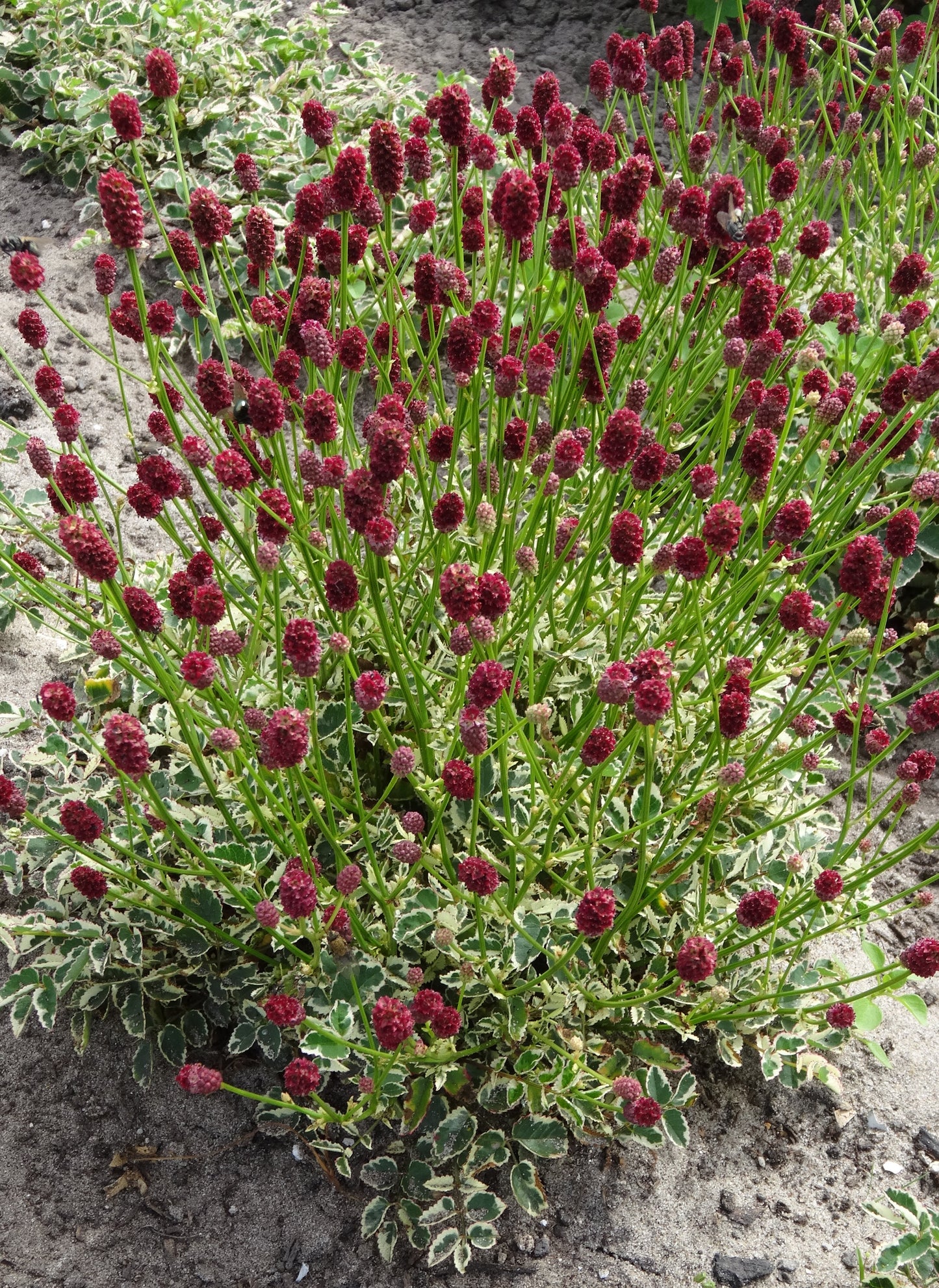 Sanguisorba officinalis 'Little Angel'