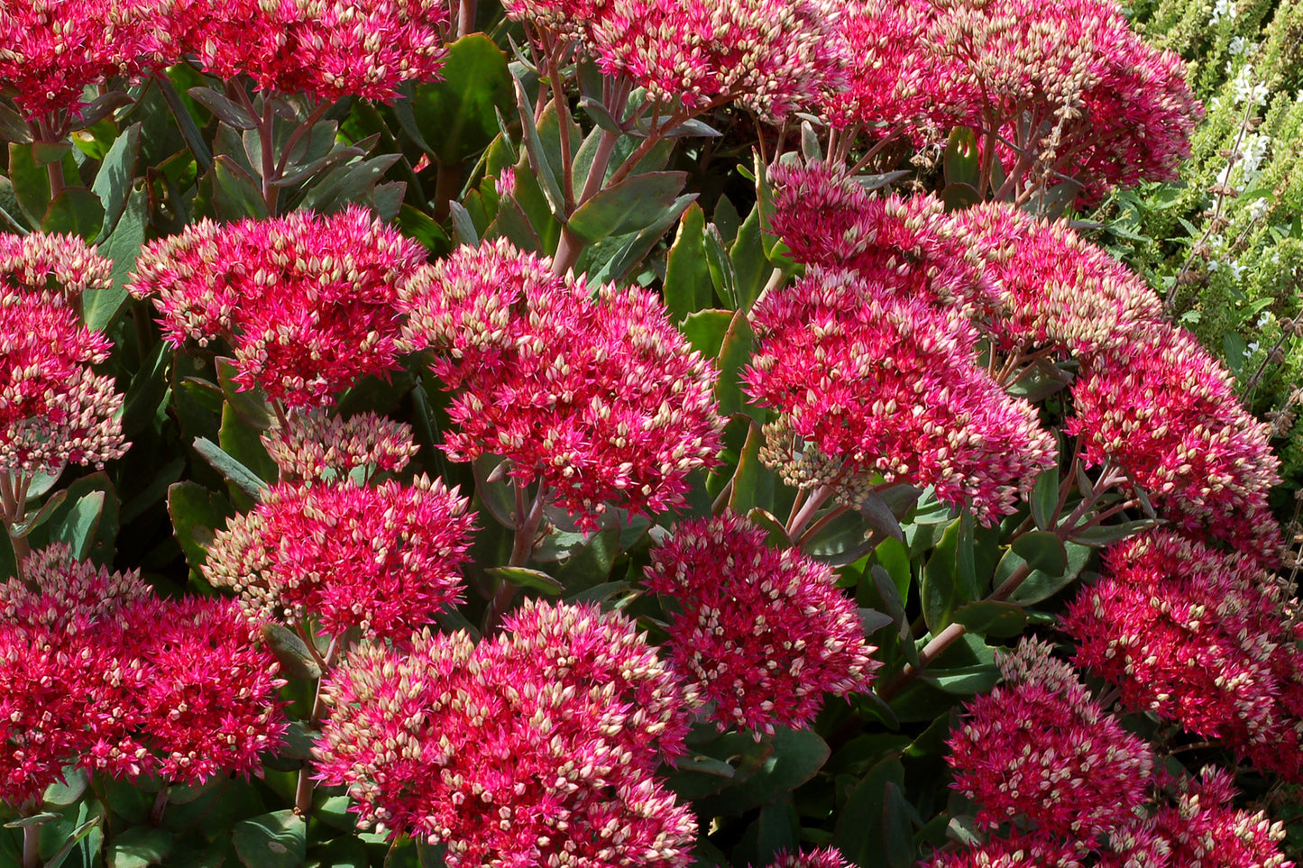 Sedum x 'Class Act'