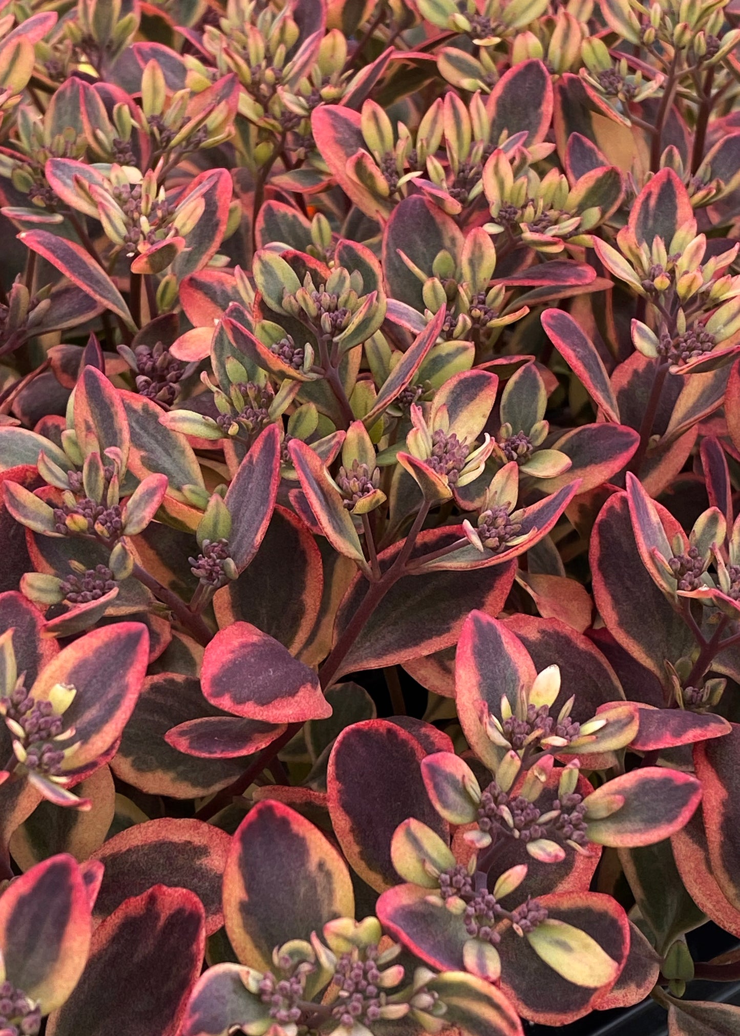 Sedum x 'Dazzling Dynamite'