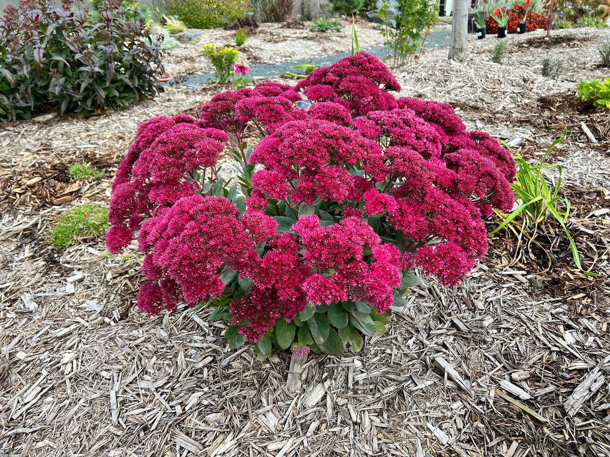Sedum x 'Thunderhead' (Stonecrop)