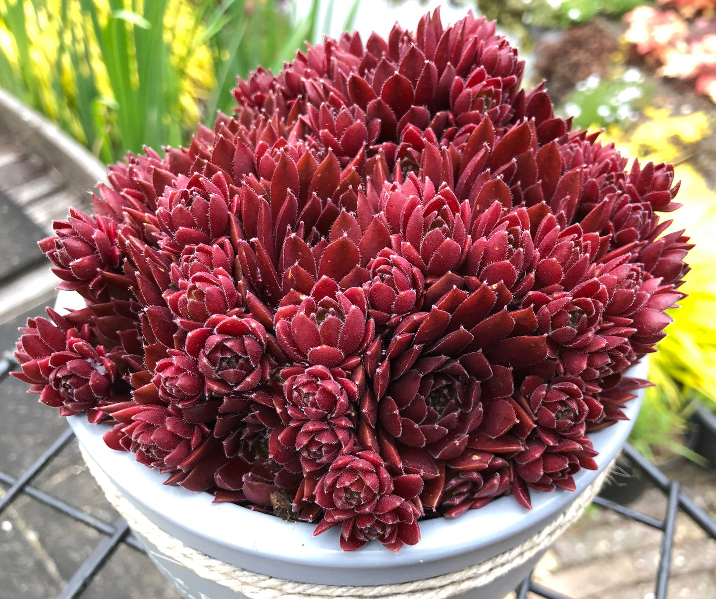Sempervivum 'Colorockz® Coral Red' (Hens & Chicks)